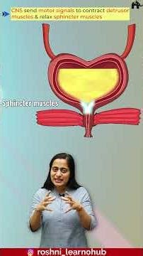Micturition Regulation | Excretory products and their elimination Class 11 Biology with Roshni mam