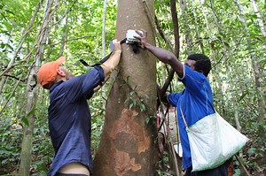 Eavesdropping on the Sounds of the Rainforest