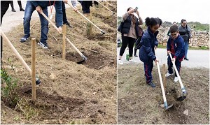 3,600 trees to be planted in a number of open spaces