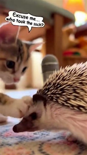 Kitten interviews a hedgehog