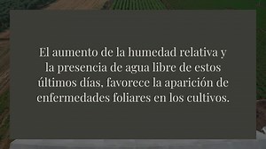 Botrytis cinerea el patógeno con mayor distribución en el mundo