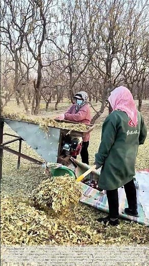 Separating Harvest: The Airflow That Divides Fruit from Foliage
