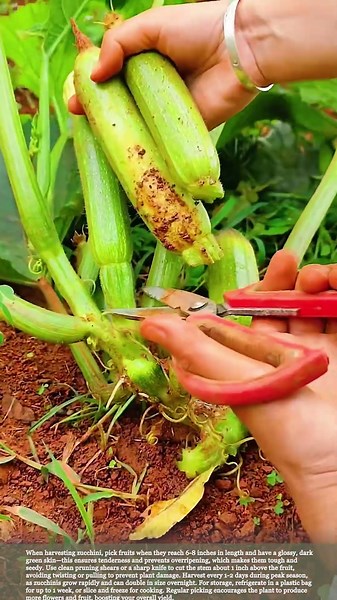 Harvesting Zucchini