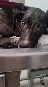 MADDİ DESTEK ÇAĞRISI ‼️‼️ TEDAVİDE 3. GÜNÜMÜZ MALESEF CİĞERLERİ ÇOK KÖTÜ DURUMDA Miniğimizin ilanı gelmişti. Gidip Haspolat'tan aldık ve kliniğe götürdük. Kan sayımı yapıldı. Enfeksiyonu var. Kanın pıhtılaşmasını sağlayan PLT değeri çok düşük.. Dörtlü test yapıldı, sonuçları temiz çıktı. Derisinde Piyoderma ve pire kene kaynaklı tahribatlar oluştu. Ciğerleri çok kötü durumda, Akciğer pnömonisi var.. Organ değerlerine bakıldı.Tedavisine hızlıca başladık.. Çok uzun bir yolumuz var 🥺 Alıcı adı: BT