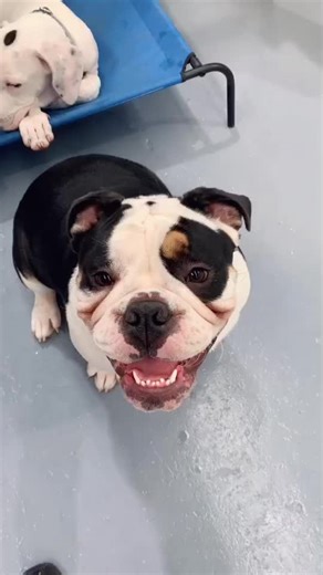 Part 2 of our dog interviews! #foryoupage #fyp #dogsoftiktok #dogdaycare #doggydaycare #bulldog #frenchie #makemefamous #viral