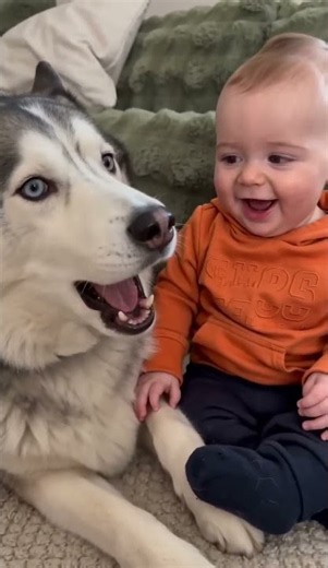 Husky and Baby: Sheldon Makes Leonard Giggle 😄