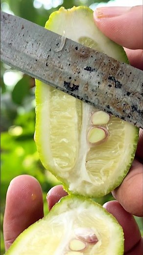 Satisfying Fresh Lemon Cutting 🍋 | Perfect Slice & Refreshing Citrus Moments
