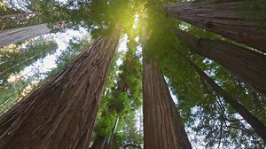 Explore Redwood's Sky-High Canopy with Stunning Drone Views