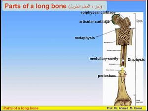 06-The Skeleton_6-Parts of Long Bones (Anatomy Intro Dr Ahmed Kamal)