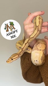 Banana the 8-year-old ball python is ready to find her forever home! Message us for more information on her or how to adopt! #MagnumExoticsReptileRescue #AdoptMe | M Agnum Exotics