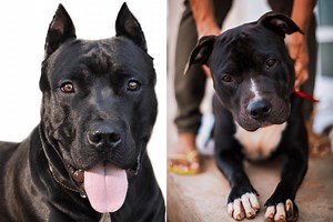 Black Pitbulls: Everything You Need to Know