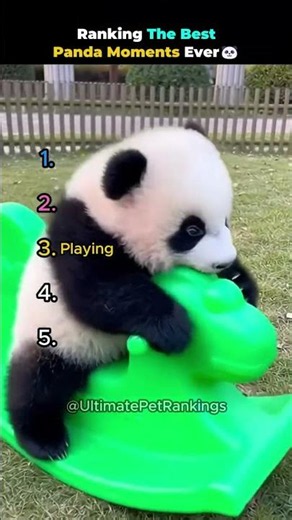 Ranking The Best Panda Moments Ever🐼 #panda #ranking #tiktok