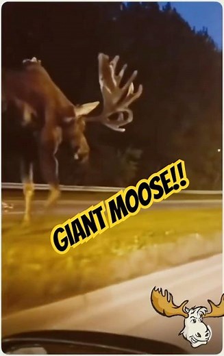 Massive Alaskan Moose Along the Road #wildlife #animals #nature