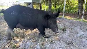 Manatee County launches wild hog hunting program with Hillsborough County farm