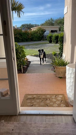 Since pubic shame is the only thing that works with Jax 😆He’s loved the weather today and taken his naps outside ALL day. I did take him on a long trail walk this morning too. | Jennifer Aguiar