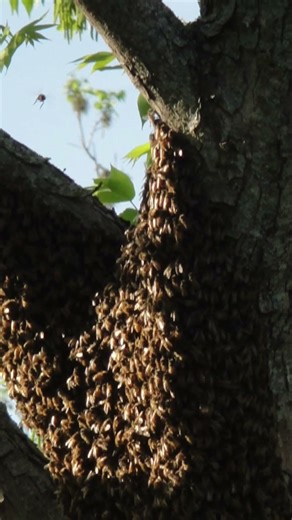 bees swarming in a tree