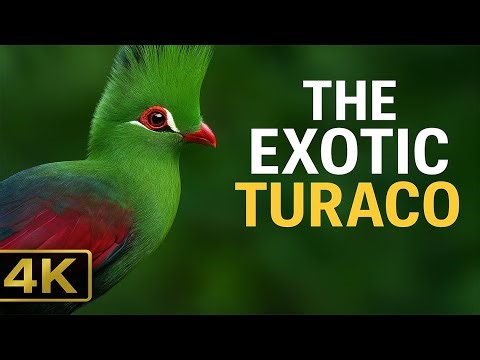 The Exotic Turaco 4K | A Rare African Beauty