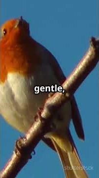 Why the European Robin is the Sweetest Bird!