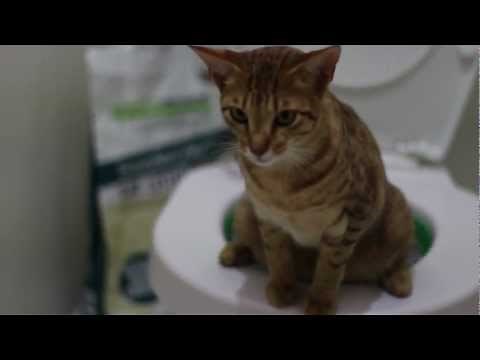 Kitten Peeing Sounds Adorable!