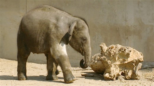 Elefant, Tiger & Co.: Harte Schule für Voi Namh (28)