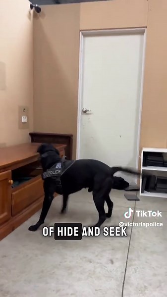 Understanding the Bond Between Police Dogs and Handlers