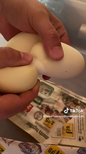 Caring for Ball Python Eggs: Incubation Process Explained