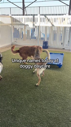 Unique Dog Names for Your Doggy Daycare