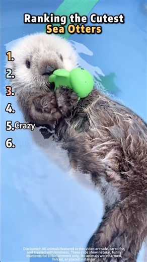 Ranking the Chubbiest and Cutest Sea Otters#cute #seaotters #animals #wildlife #adorable #viral#fyp
