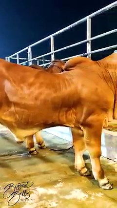 Six month old Red Brahman calf | Biggest Bulls Photography