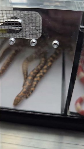 Exploring Rare Corn Snake Morphs 😁 Explorando fases raras de Serpientes del Maizal