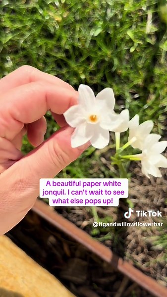 Mystery Bulbs Unveiled: Discovering Spring Flowers