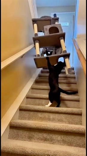 C’est normal ça ? 😂