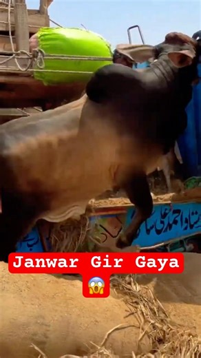 Northernbypass Mandi Heavy Unloading 😱 #cow #bull #cattlemarket #animals #shortsfeed
