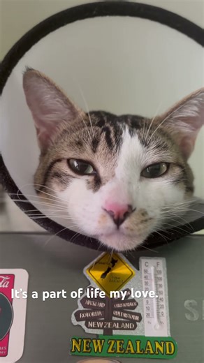 Brave Archie at day 1 after neutered. #cat #love #life #catlife