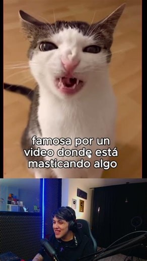 Los Gatos más Famosos 🙀