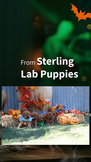 Happy Halloween from Sterling Lab Puppies! 🎃 Trick or treat? How about a little puppy love! This Halloween, our adorable Sterling Lab puppies are ready to charm you in their cutest costumes. Whether they’re barking at ghosts or playing in the leaves, there's never a dull moment! 🐾 Join the fun and share your favorite Halloween moments with us using ! #PuppyPumpkinMagic #SterlingLabs #HalloweenPups #PuppyCostumes | Sterling Labradors