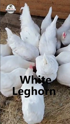 320 EGGS a Year! 🥚 The Leghorn's Metabolic Secret
