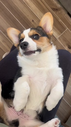 A corgi’s personality in a nutshell #corgisoftiktok #corgipuppy #puppylove #corgilife #dogsoftiktok #corgipuppylifе #corgilove