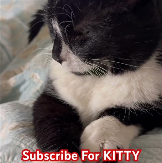 Sox the Cat Purrs Loudly 🐱🔊 | Super Relaxing Cat Purring Sounds