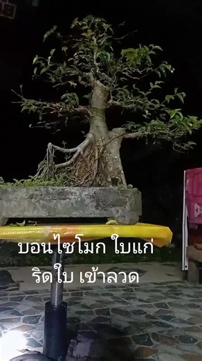 #✌🏻#บอนไซไม้จิ๋ว #บอนไซ#bonsai #bonsaimini #bonsailovers #bonsaitree #bonsaithailand #bonsaiart #bonsaiinspiration #bonsaitips #บอนไซโมก #โมก #บอนไซแพรมน่า #บอนไซมะขาม