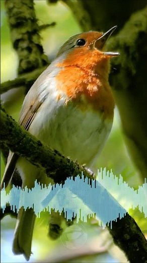 The Robin's Incredible Singing Voice | Nature Sounds