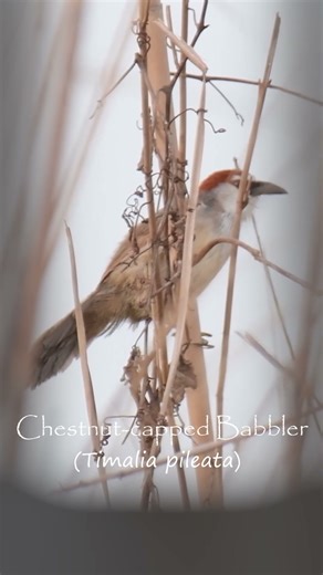 Amazing Bird Videos | The Chestnut-capped Babbler #nature #wildlife #birds