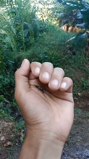 Fat Animal #millipedes#giantmilipede#centipedes#crabs#scorpions#frogs #fish #beetles #weevil