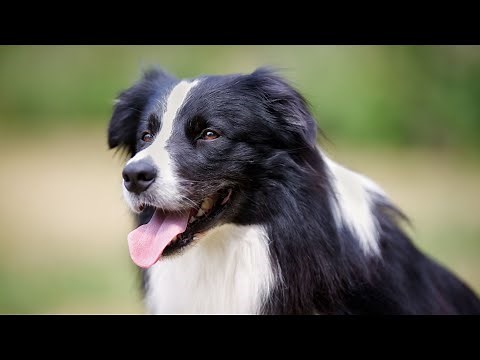 Border Collie Colors and Coat Patterns Explained