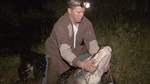 Watch Risk Takers Season 1 Episode 1 - Alligator Trappers