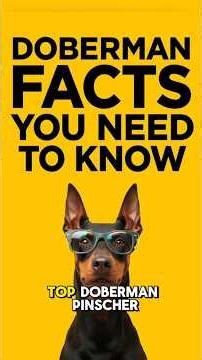 DOBERMAN VIDEOS ✅ The TRUTH About Doberman Pinscher Dogs! Pros & Cons & Best Puppy Training Tips!