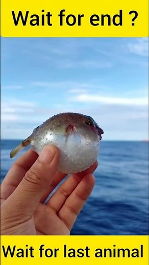 Danger Battle! Crocodile vs Snake vs Fish – Who Survives the Deadly Fight? #worldsnake