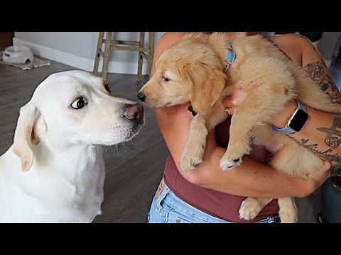 LABRADOR MEETS GOLDEN RETRIEVER PUPPY FOR THE FIRST TIME!