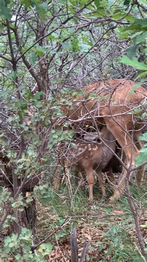Fawns feeding can be a great sight in the park. Let's work together to keep these experiences available. Give wildlife distance and respect. Be sure to keep dogs on leash and under control at all times. . . 📷 Valerie Shmitz #gardenofthegodspark Garden of the Gods Park | Garden of the Gods Park