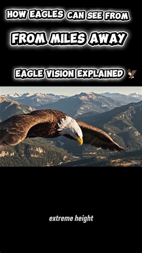 How Eagles Can See From Miles Away | Eagle Vision Explained 🦅 #EagleVision #WildlifeShorts #Eagle